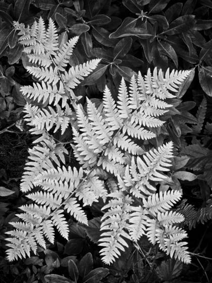 Ferns