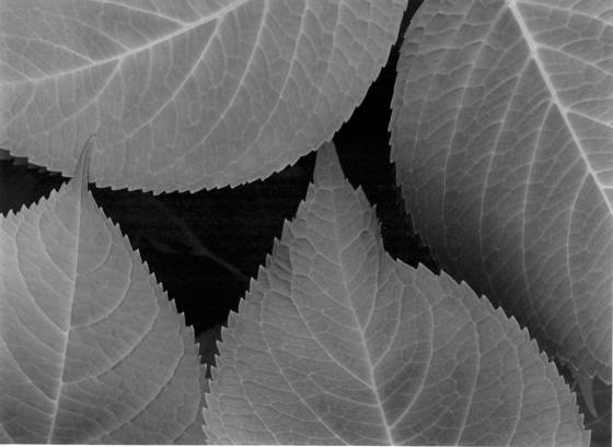 Leaf_abstract