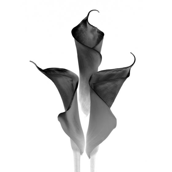 Calla_pyramid