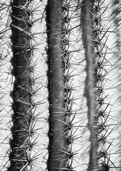 Saguaro