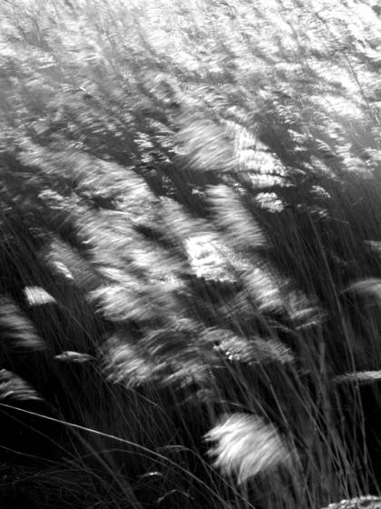 Reed_3