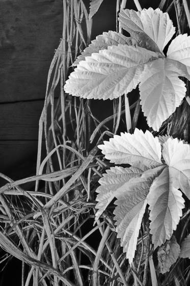 Vine_leaves