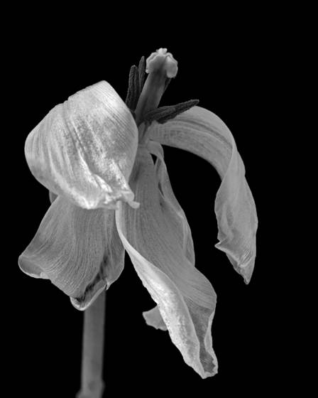 Wilted