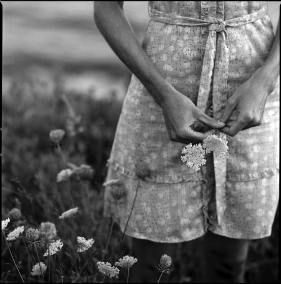 Queen_anne_s_lace