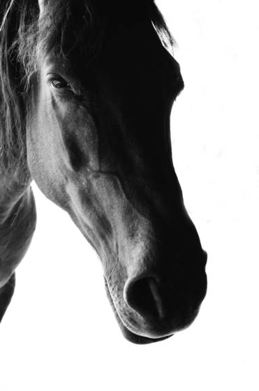 Horse_study__01