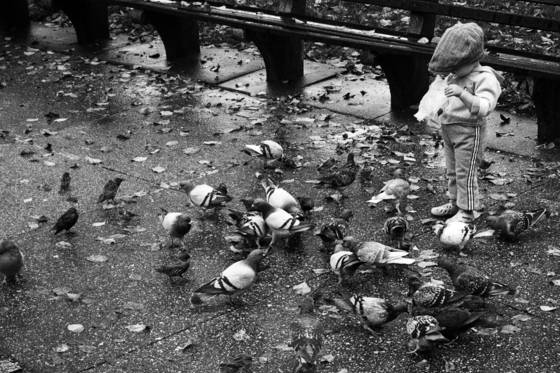 Feeding_the_birds_after_the_rain