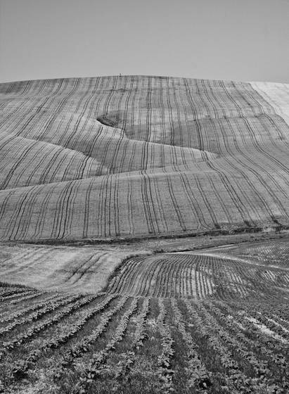 Baena_fields