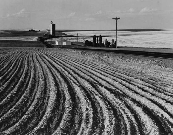 Wheat_field