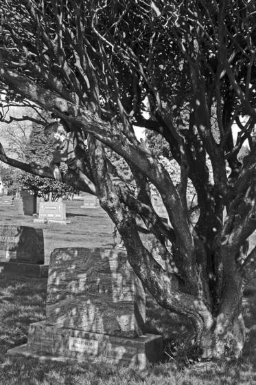 Sam_in_cemetery_tree