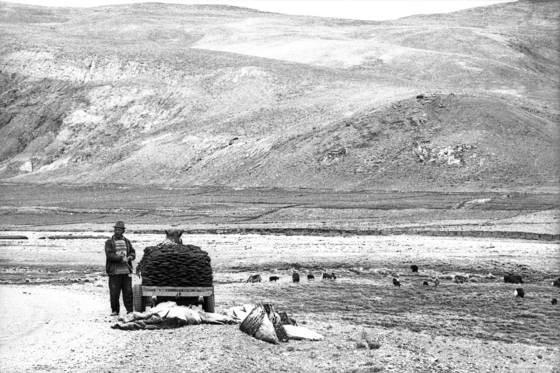 The_shepherd