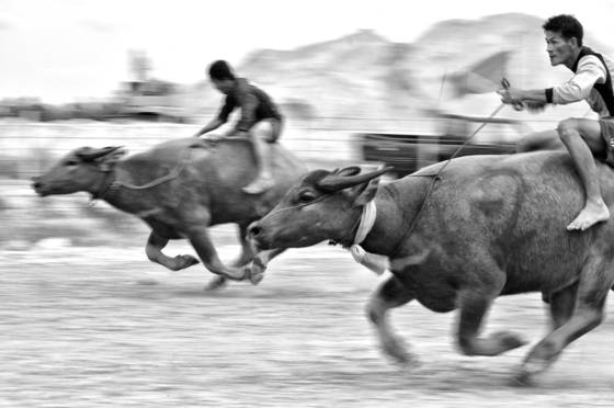 Buffalo_racing