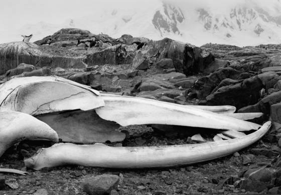 Leviathan_2