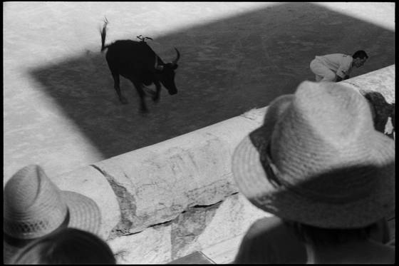 Bull_running