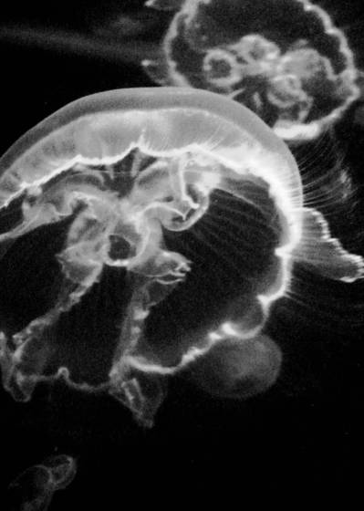 Jellies