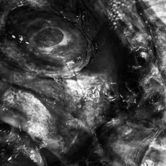 Fish_eyes