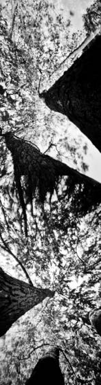 Metamorphosis