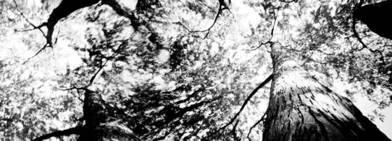 Spirit