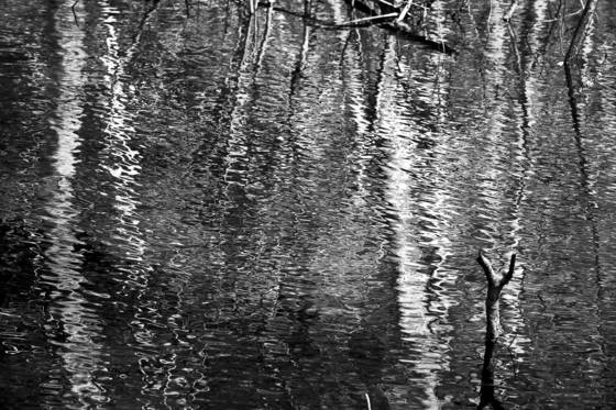Forest_reflections
