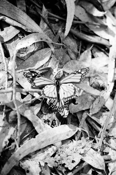 Consumation_of_the_act