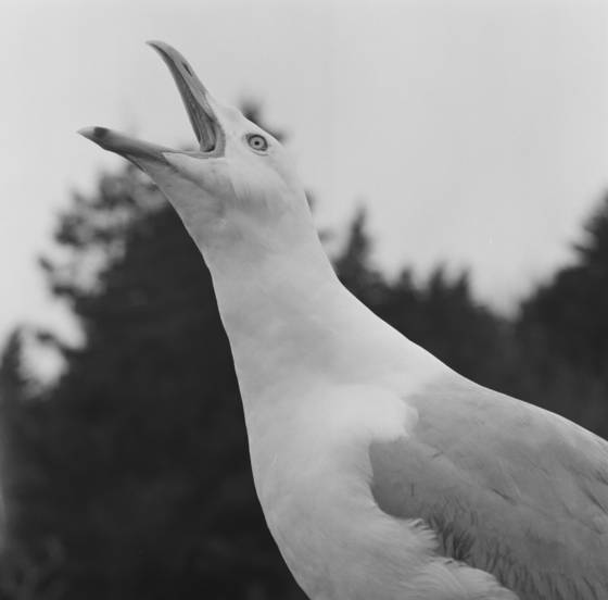 Gull_talk