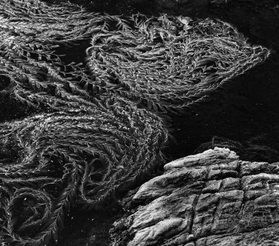 Seaweed