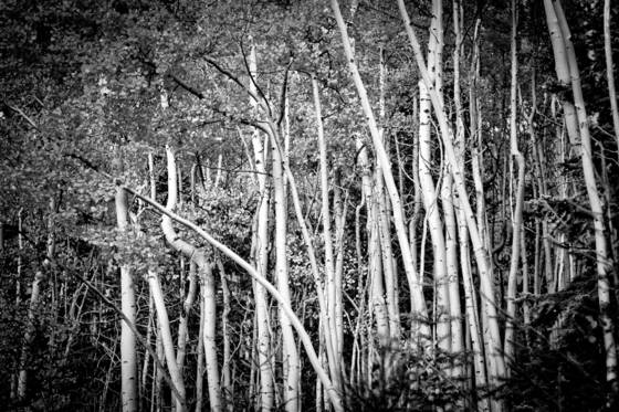 Autumn_trees