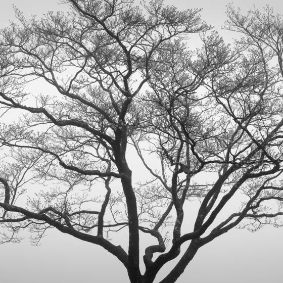 Dogwood_in_fog
