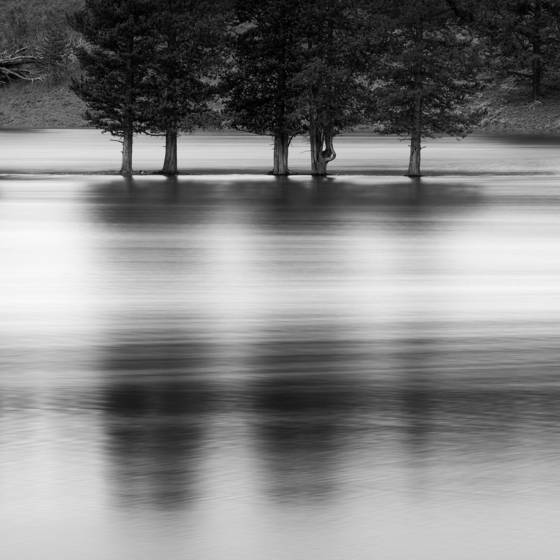 Five_trees