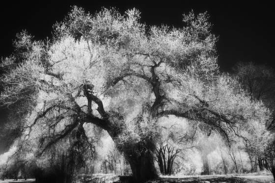 Old_cottonwood