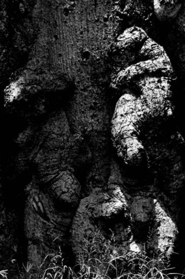 Tree_trunk_goblin