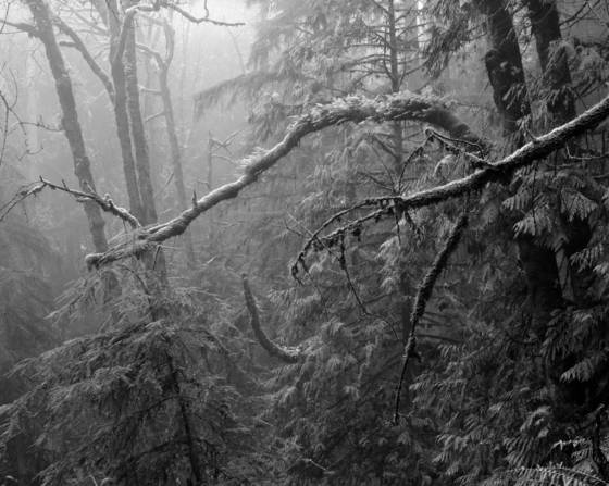 Forest_park_fog