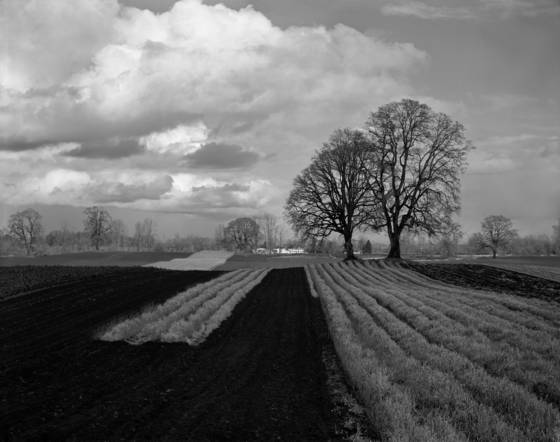 Sauvie_island_farm