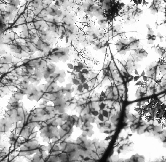 Leaf_abstract