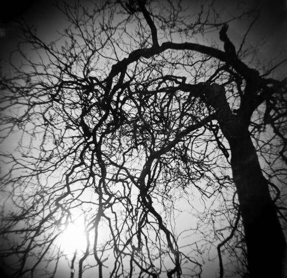 Xylophage_iii