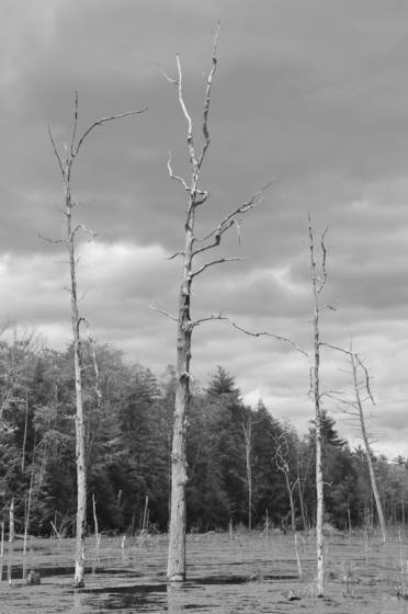 Bare_trees
