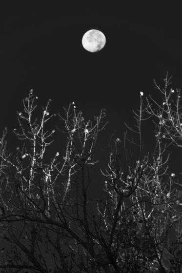 Moonlit_trees