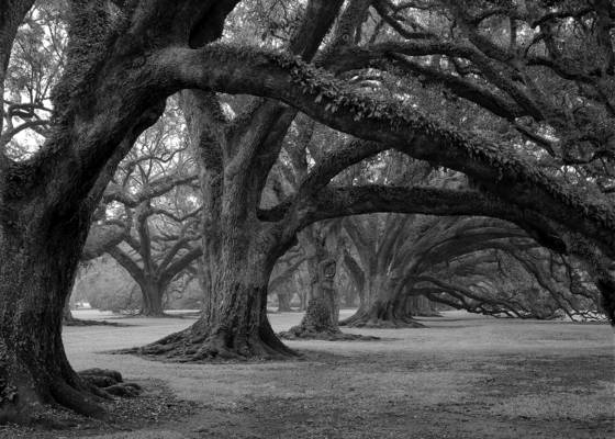 Oak_alley