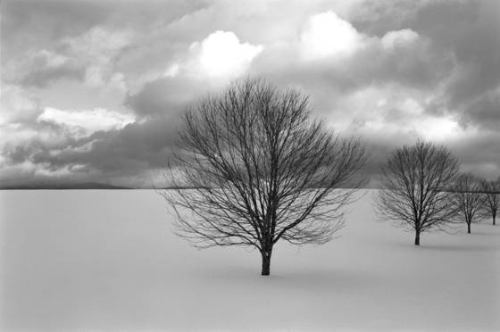 Triple_trees