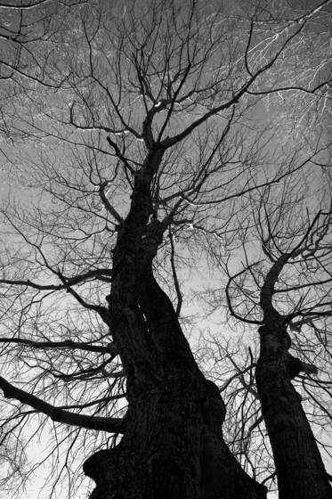 Reaching_tree