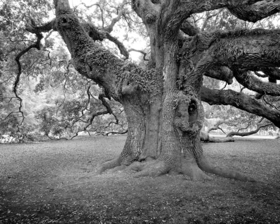 Angel_oak