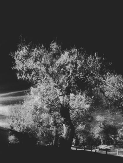 African_tree