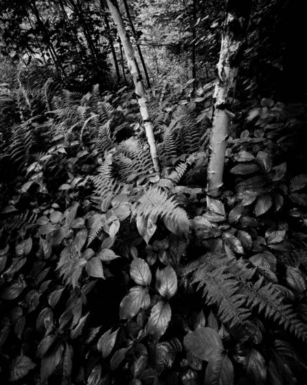 Birch