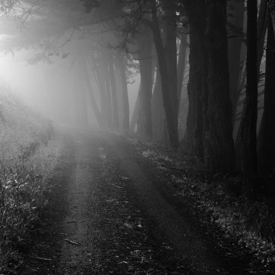 Mystic_fog_trees