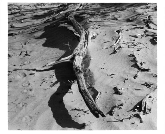 Branch_on_the_sand