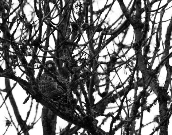 Red-tailed_hawk