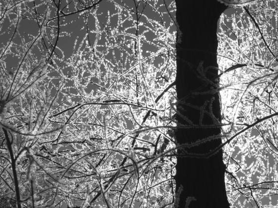 Frost