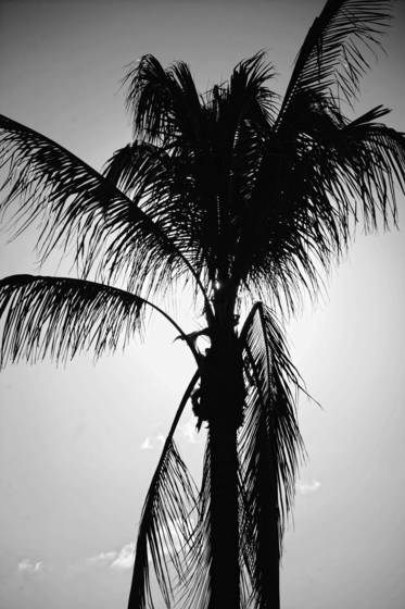 Palm_tree