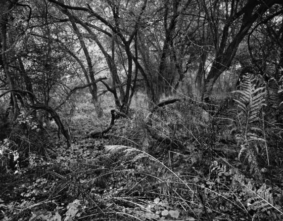 Along_the_tioughnioga_3