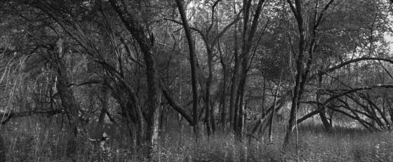 Basset_road_-_spring_morning