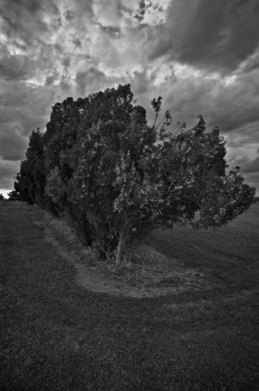 Chestnut_ridge_juniper_series__2